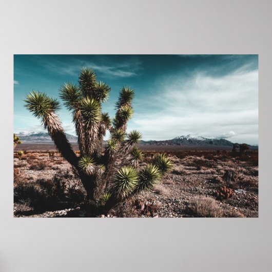 Deserts | Cholla Cactus Poster (Voorkant)
