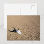 Deserts | Cow Skull on the Desert Ground Briefkaart (Voorkant / Achterkant)