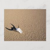 Deserts | Cow Skull on the Desert Ground Briefkaart (Voorkant)