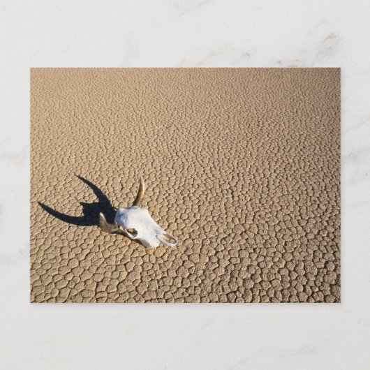 Deserts | Cow Skull on the Desert Ground Briefkaart (Voorkant)