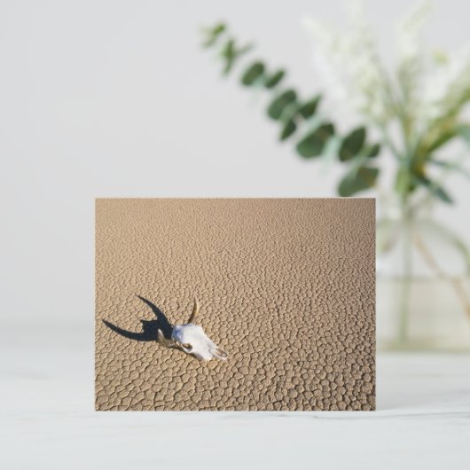 Deserts | Cow Skull on the Desert Ground Briefkaart (Staand voorkant)
