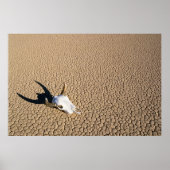 Deserts | Cow Skull on the Desert Ground Poster (Voorkant)