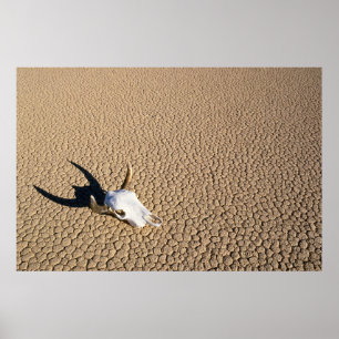 Deserts Cow Skull on the Desert Ground Poster