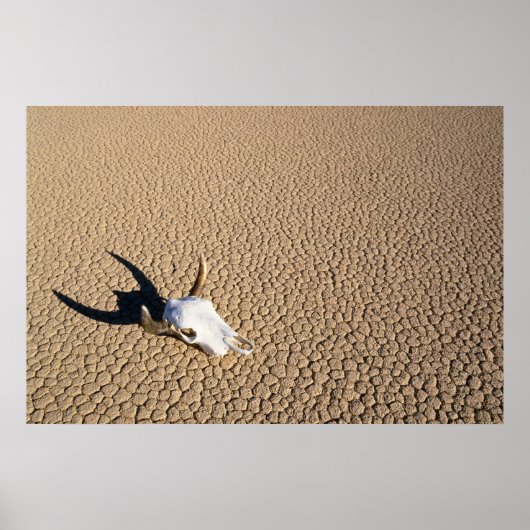Deserts | Cow Skull on the Desert Ground Poster (Voorkant)