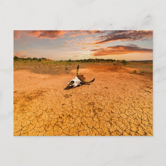 Deserts | Desert with Cow Skull Briefkaart (Voorkant)