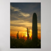 Deserts-nachten Poster (Voorkant)