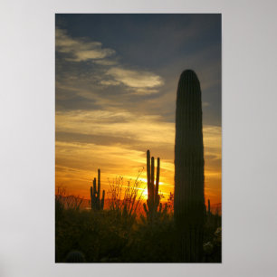 Deserts-nachten Poster