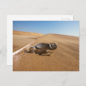Deserts | Namaqua Chameleon in Desert Briefkaart (Voorkant / Achterkant)