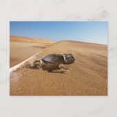 Deserts | Namaqua Chameleon in Desert Briefkaart (Voorkant)
