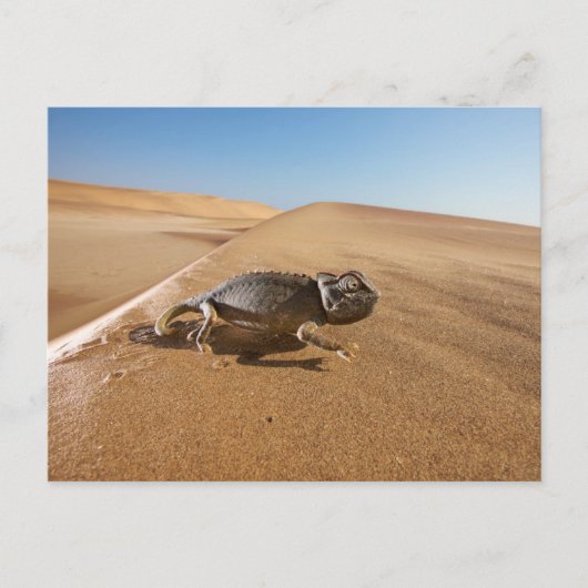 Deserts | Namaqua Chameleon in Desert Briefkaart (Voorkant)