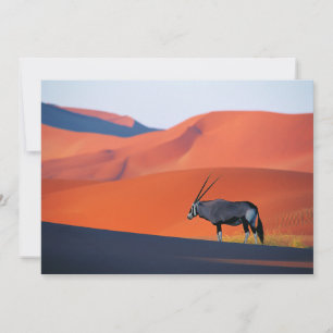 Deserts Namib Desert Oryx Bedankkaart
