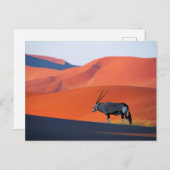 Deserts | Namib Desert Oryx Briefkaart (Voorkant / Achterkant)