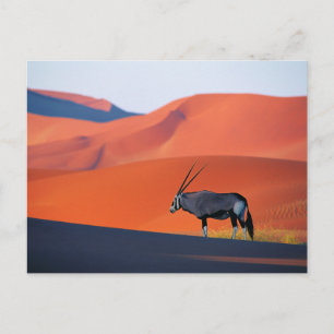 Deserts   Namib Desert Oryx Briefkaart