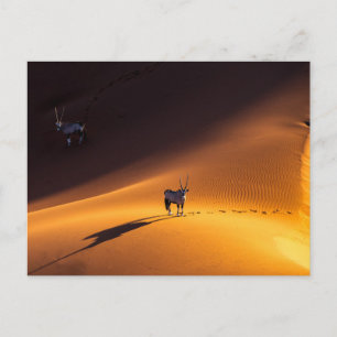 Deserts   Namib Nkluft National Park Kenya Briefkaart