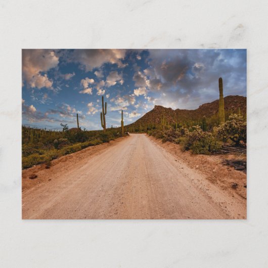 Deserts Saguaro National Park Arizona Briefkaart (Voorkant)