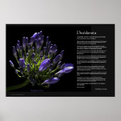 Desiderata - Agapanthus, Afrikaanse Lily Poster (Voorkant)
