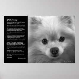 Desiderata - Fine Art Pomeranian Puppy Poster