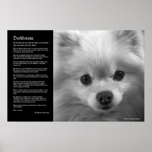 Desiderata - Fine Art Pomeranian Puppy Poster