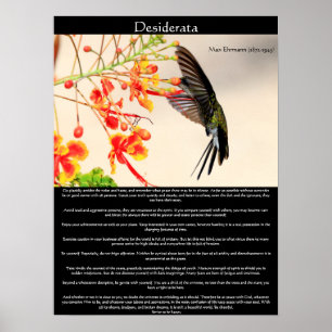 Desiderata Hummingbird die een bloem buzeert Poster