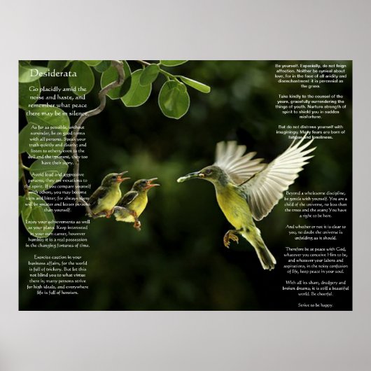 Desiderata Hummingbird Posters (Voorkant)