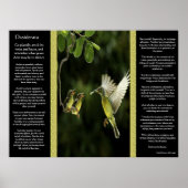 Desiderata Hummingbird Posters 2 (Voorkant)