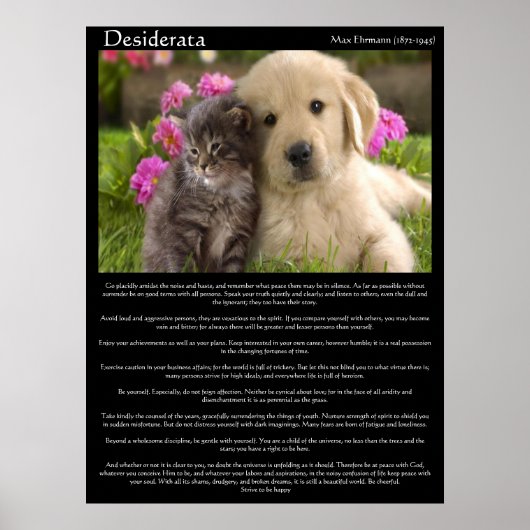 Desiderata kittens naast een puppy Posters (Voorkant)