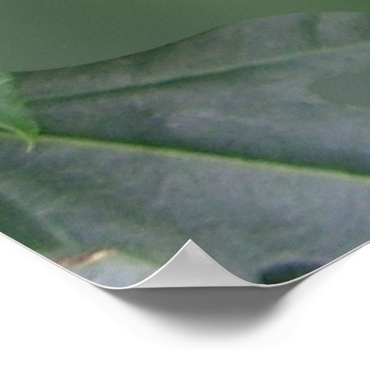 Desiderata op foto van de vlinder van de zebra poster (Hoek)