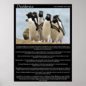 Desiderata Penguins Walkende Posters (Voorkant)