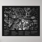 Desiderata Poem - Canadese pine, Fine Art Poster (Voorkant)