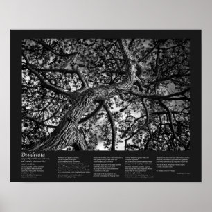 Desiderata Poem - Canadese pine, Fine Art Poster