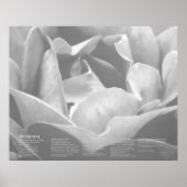 Desiderata - Satin Texture Roos in zwart-wit Poster (Voorkant)