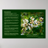Desiderata - Sun-Dapped Spring Hawthorn Poster (Voorkant)
