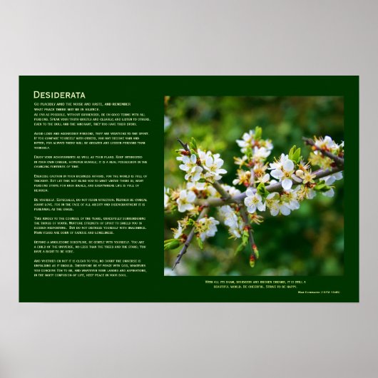 Desiderata - Sun-Dapped Spring Hawthorn Poster (Voorkant)