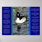 DESIDERATA Zoekend Duck Posters 2 (Voorkant)