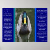DESIDERATA Zoekend Duck-Posters Poster (Voorkant)