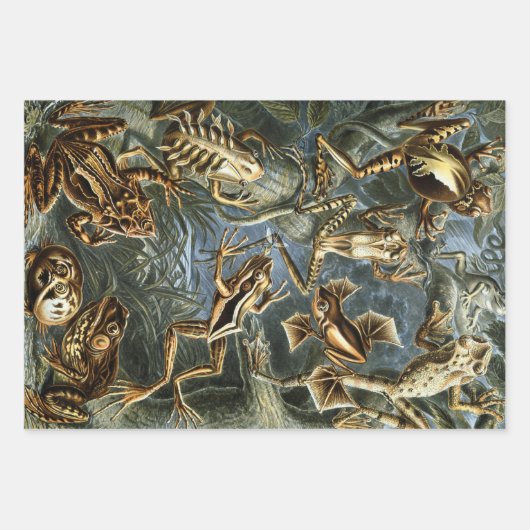 Design van Ernst Haeckel Inpakpapier Vel (Voorkant 3)