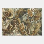  Design van Ernst Haeckel Inpakpapier Vel (Voorkant 2)