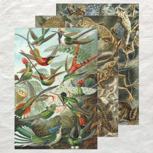  Design van Ernst Haeckel Inpakpapier Vel
