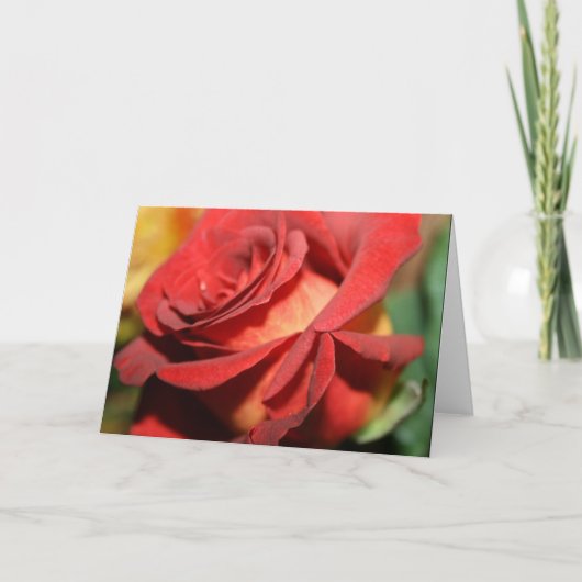 DESIGNER BURT RED ROSE NOTE CARDS KAART (Voorkant)