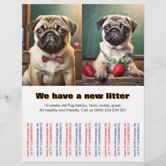 Designer Pug Puppies verkocht aan Flyer (Voorkant)