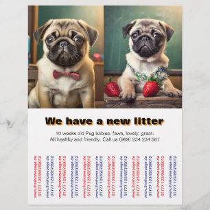 Designer Pugs Puppies te koop Flyer 