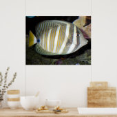 Desjardin’s sailfin tang (Zebrasoma desjardinii) Poster (Keuken)