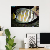 Desjardin’s sailfin tang (Zebrasoma desjardinii) Poster (Thuiskantoor)