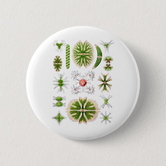 Desmids Ronde Button 5,7 Cm (Voorkant)