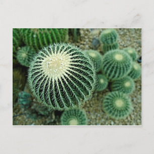 Dessert Cacti Briefkaart