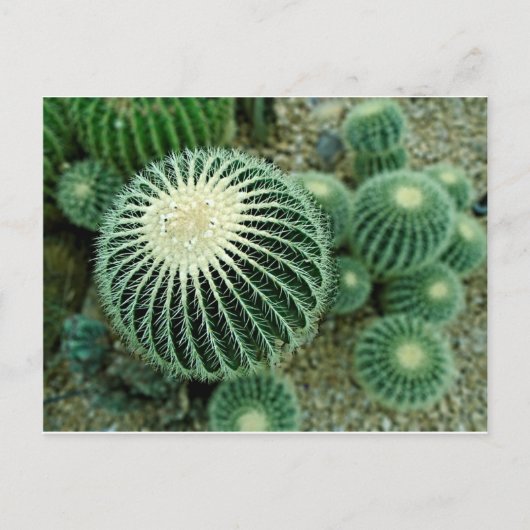 Dessert Cacti Briefkaart (Voorkant)