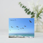 Destin Florida Pelicans Seaside Ocean Photography Briefkaart (Staand voorkant)