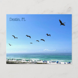 Destin Florida Pelicans Seaside Ocean Photography Briefkaart