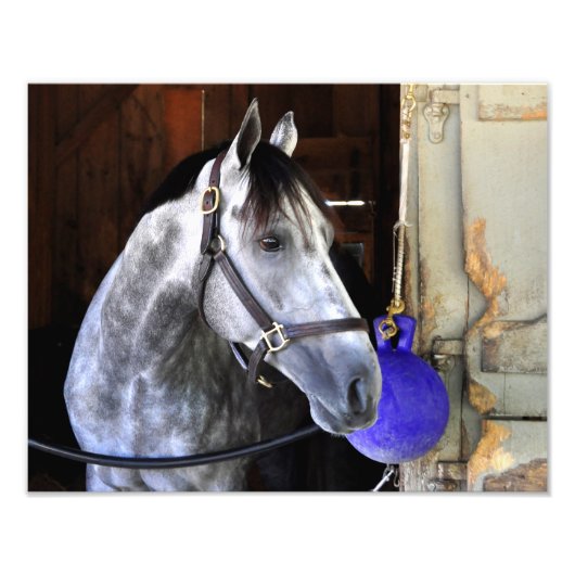 Destin Foto Afdruk (Voorkant)