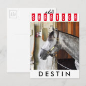 Destin - Horse Haven Briefkaart (Voorkant / Achterkant)